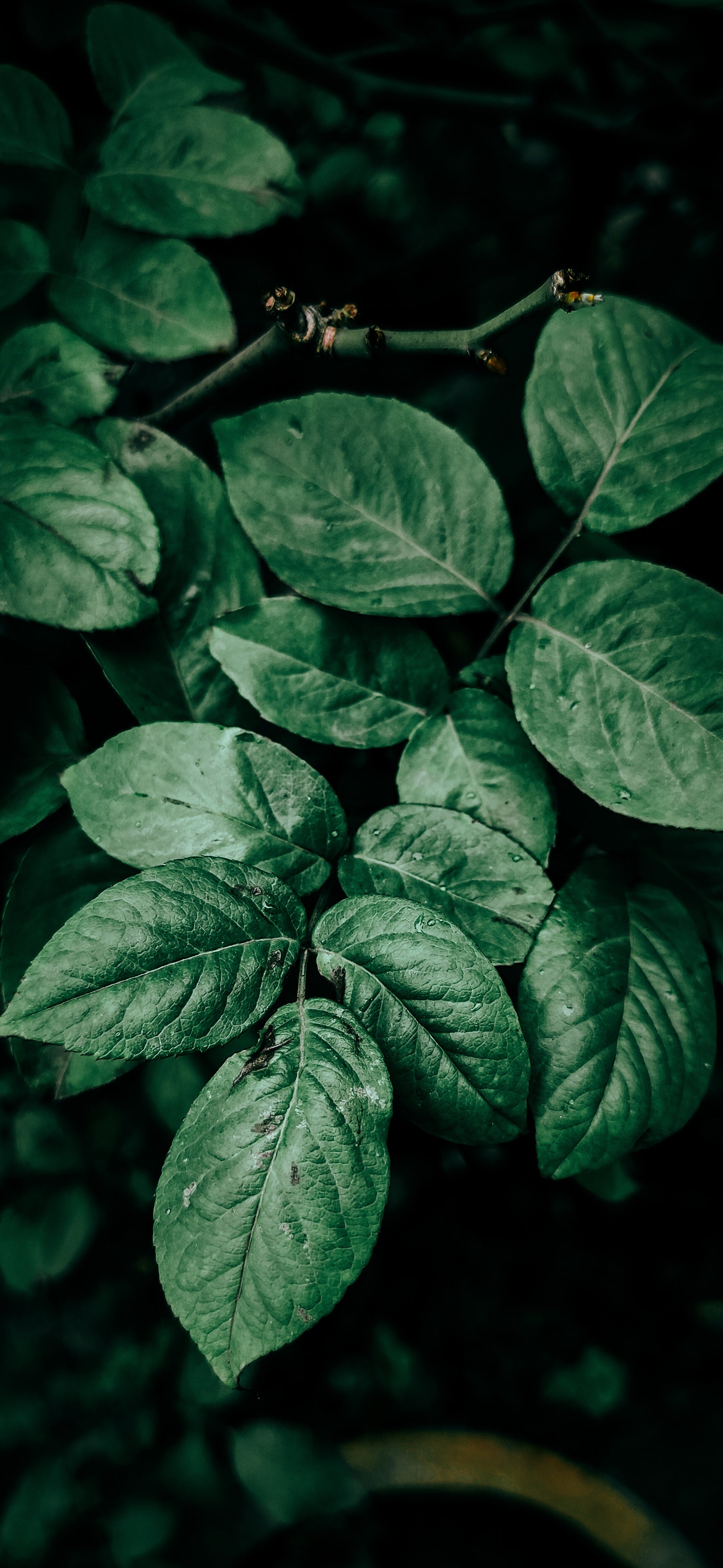 dark-green-healthy-plant-leaves.jpg